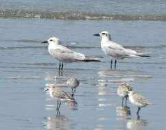 Image of Gull-billed Terns