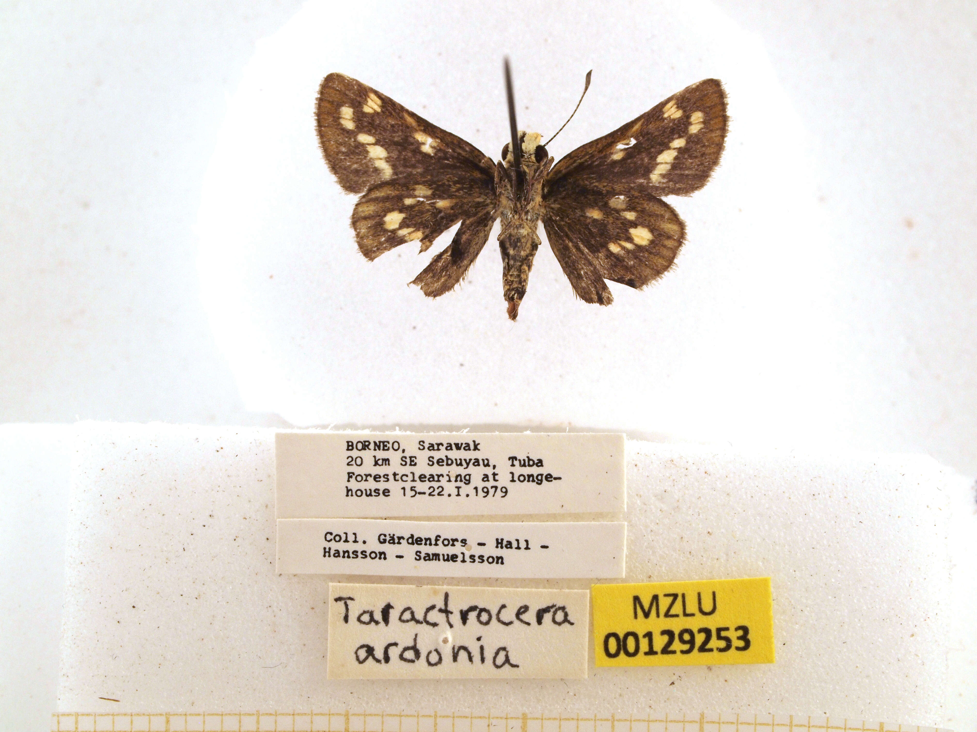 Image of Taractrocera ardonia Hewitson 1868