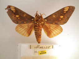 Imagem de Citheronia mexicana Grote & Robinson 1866