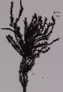 Image of Sargassum johnsonii V. J. Chapman 1961