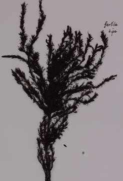 Sivun Sargassum johnsonii V. J. Chapman 1961 kuva