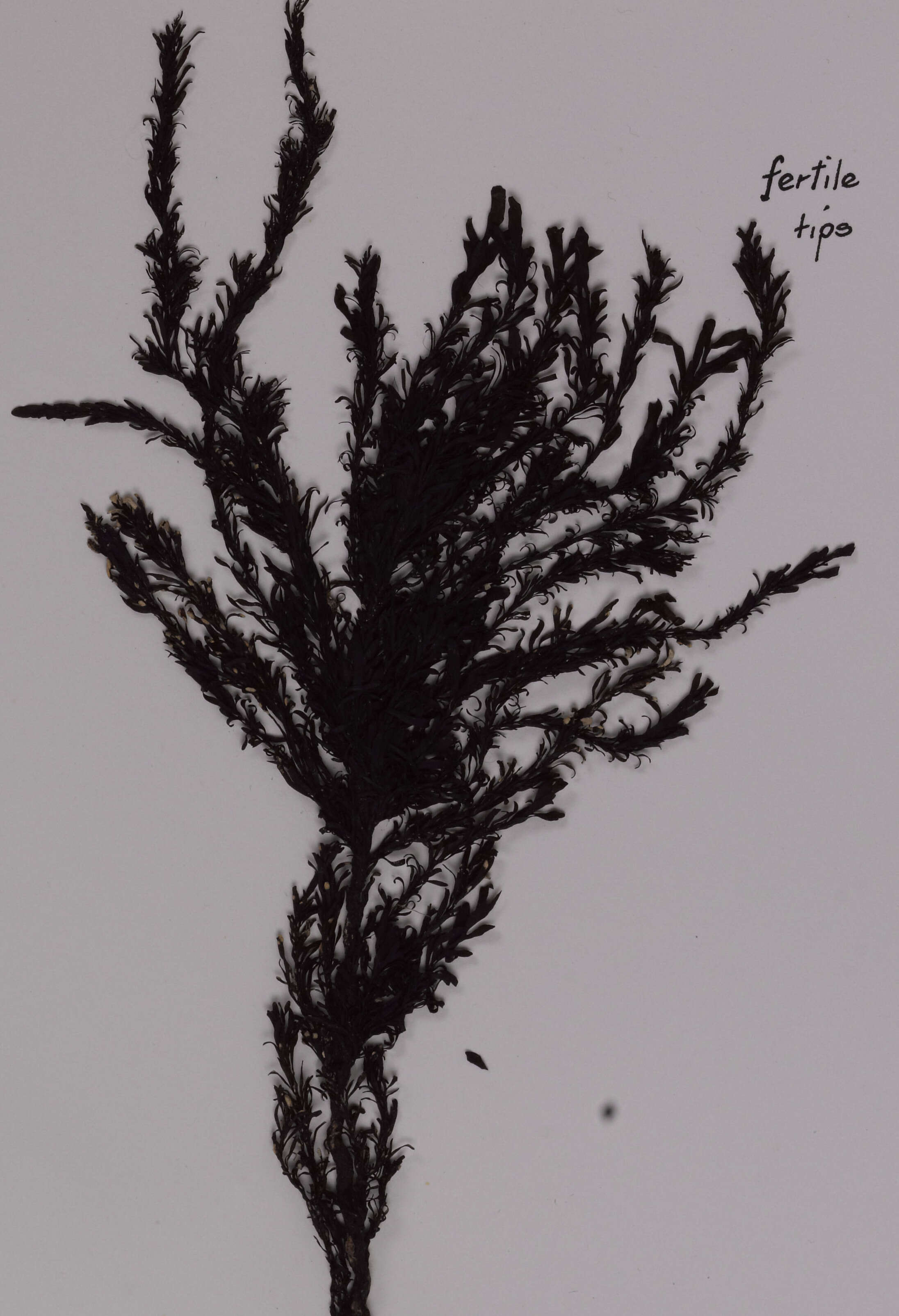 Image of Sargassum johnsonii V. J. Chapman 1961