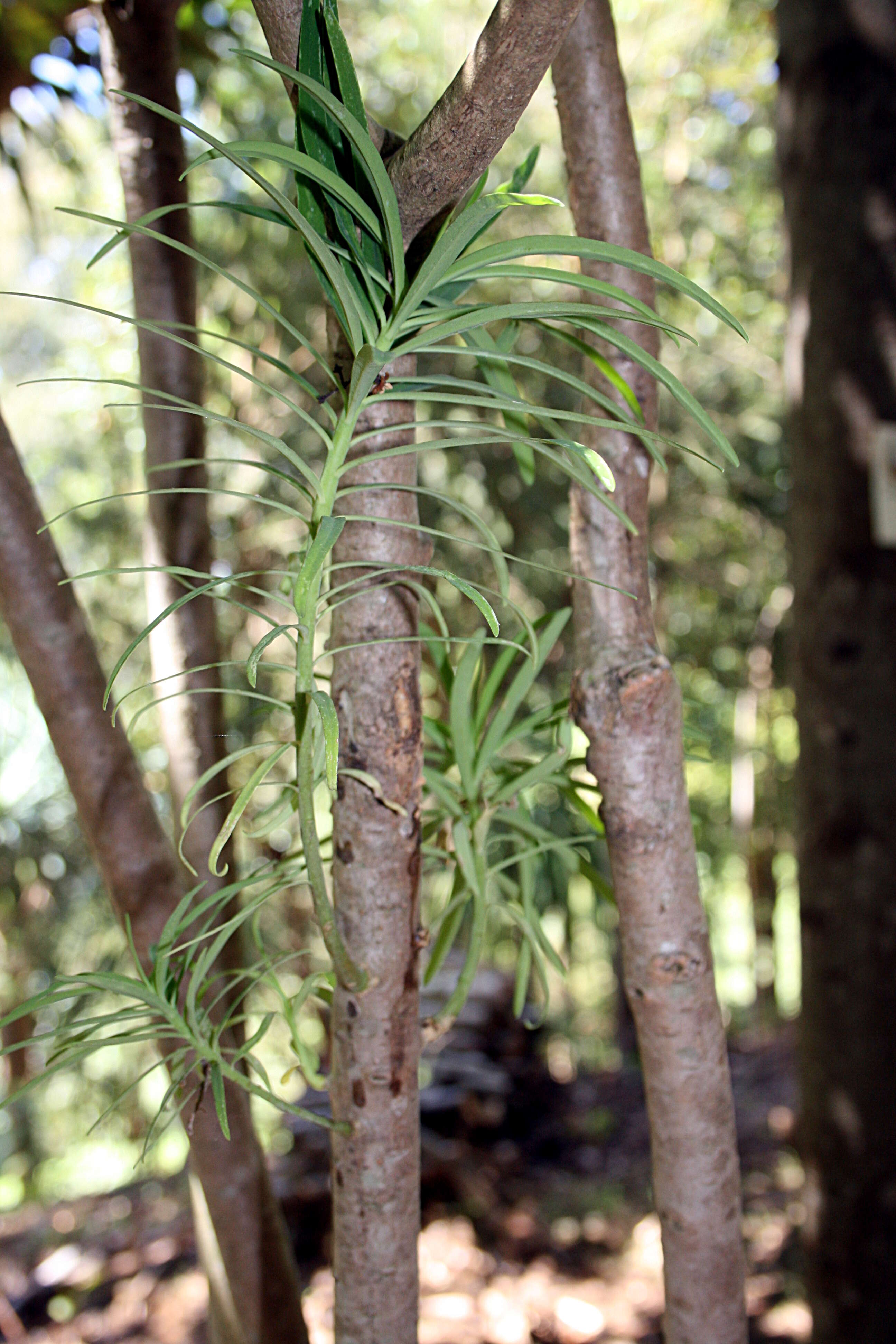 Image of Euphorbia piscatoria Aiton