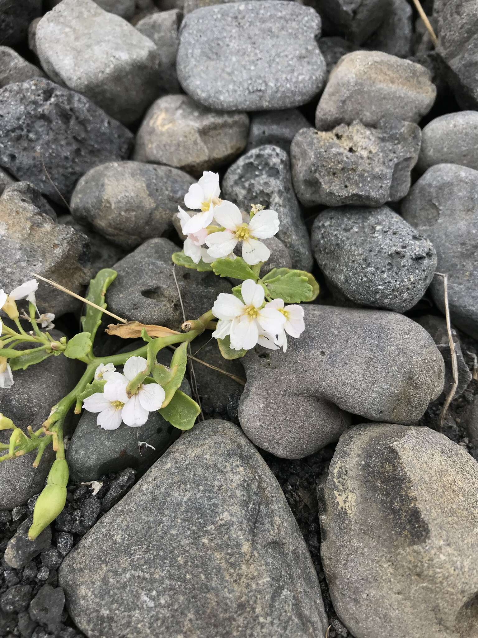 Image of Cakile maritima subsp. islandica (Gand.) Elven