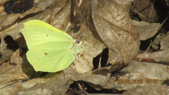 Imagem de Gonepteryx rhamni (Linnaeus 1758)