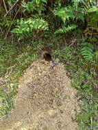 Image of Chinese Pangolin