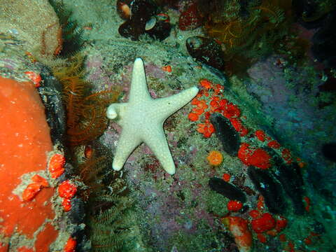 Image of Callopatiria formosa (Mortensen 1933)