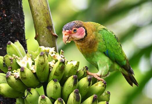 Image of Rose-faced Parrot