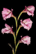 Imagem de Gladiolus caryophyllaceus (Burm. fil.) Poir.