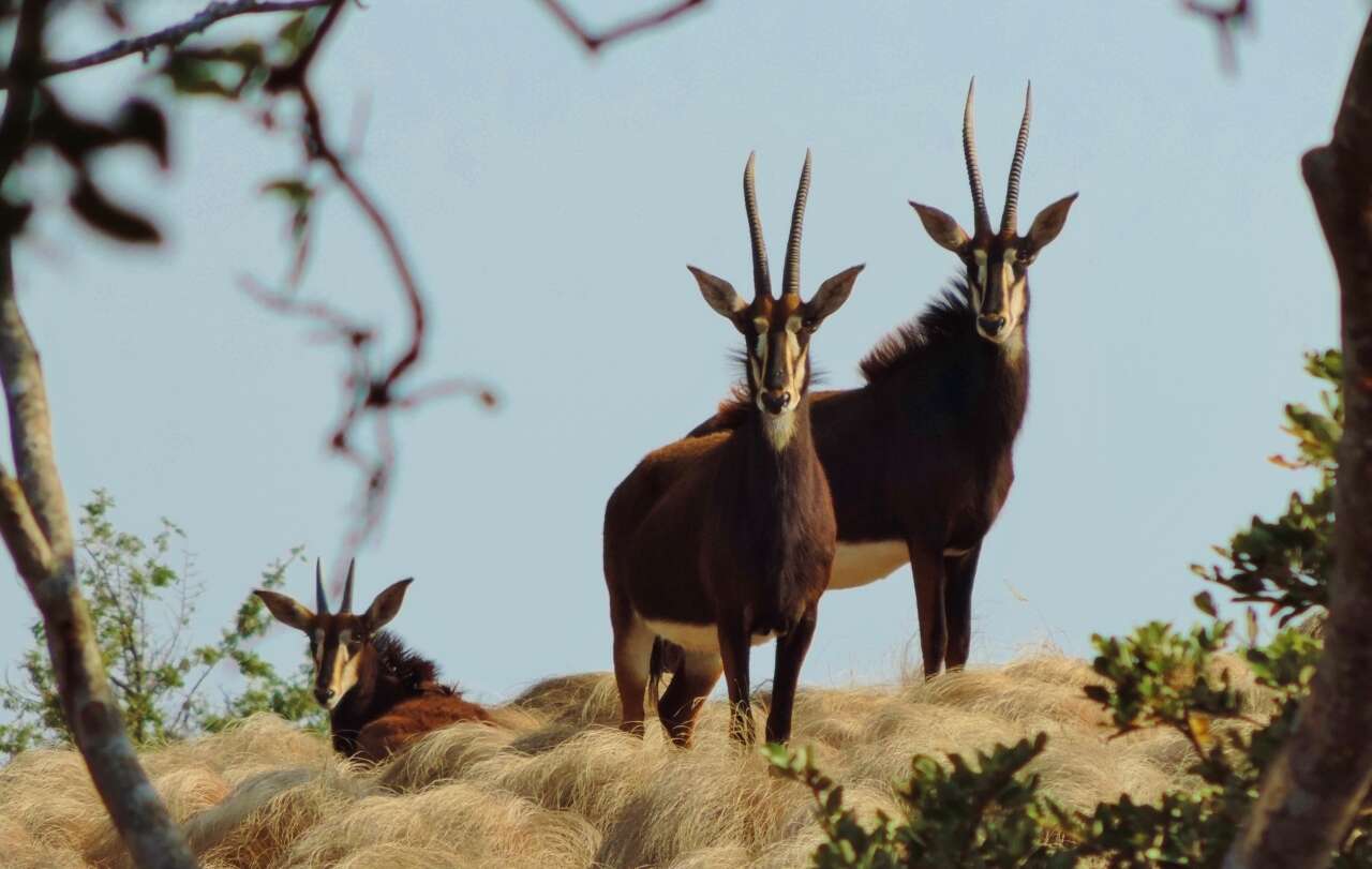 Image of Sable Antelope