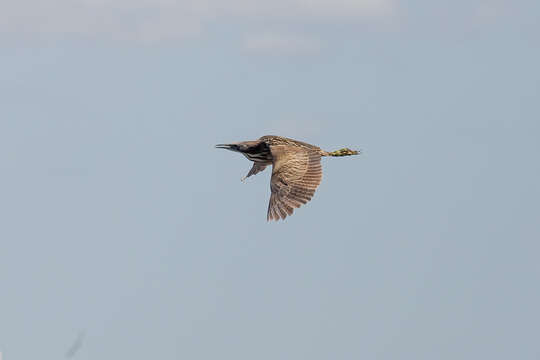 Image of Australasian Bittern