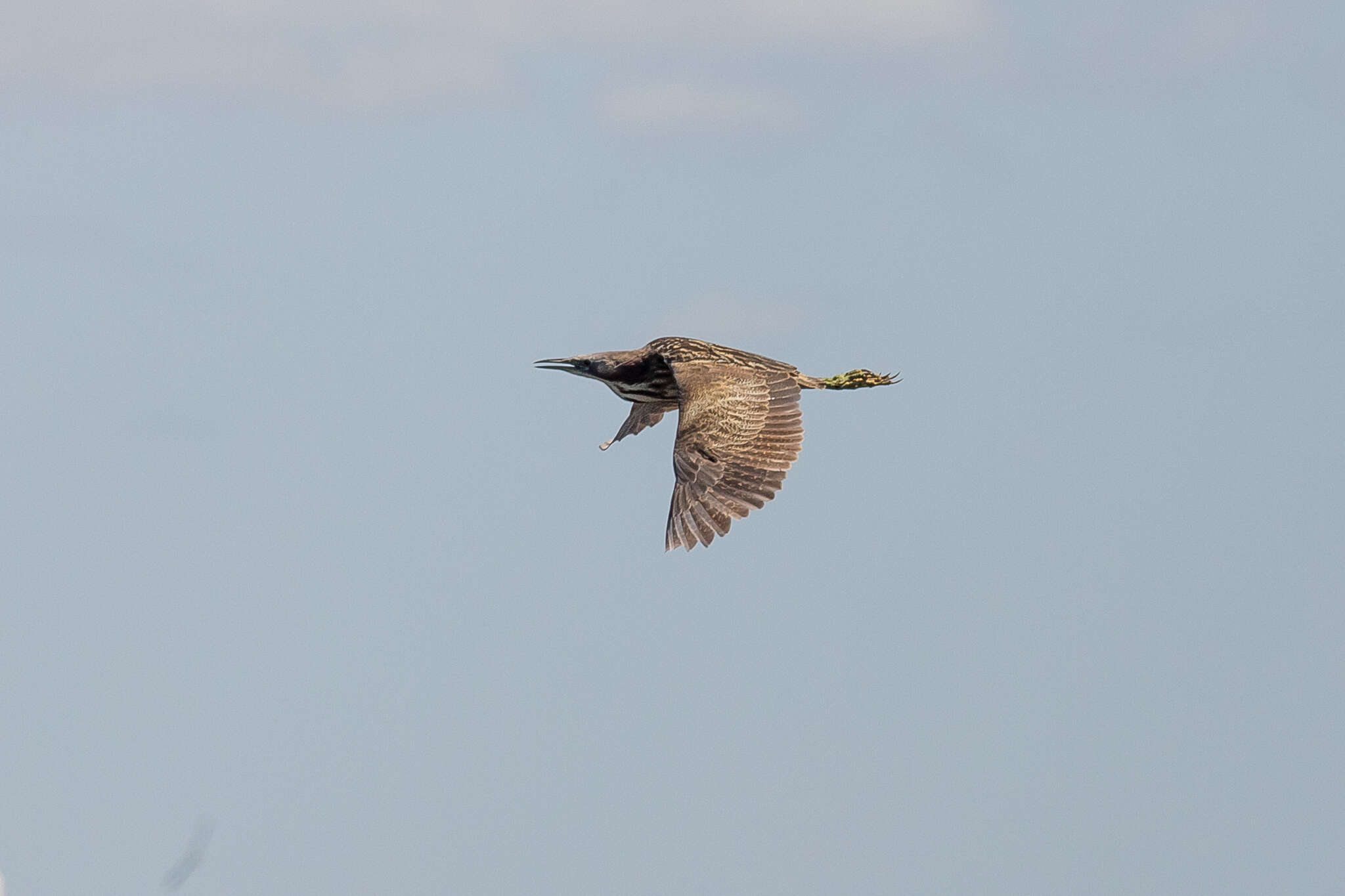 Imagem de Botaurus poiciloptilus (Wagler 1827)