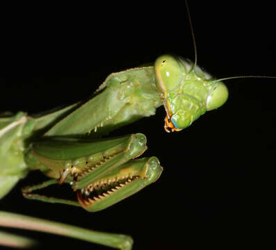 Image of Chinese Mantid