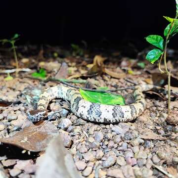 Image of Chinese Mountain Pit Viper