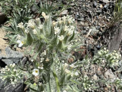 Image de Oreocarya thompsonii (I. M. Johnst.) Abrams