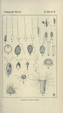 Image de Trachelomonas cervicula A. Stokes 1890