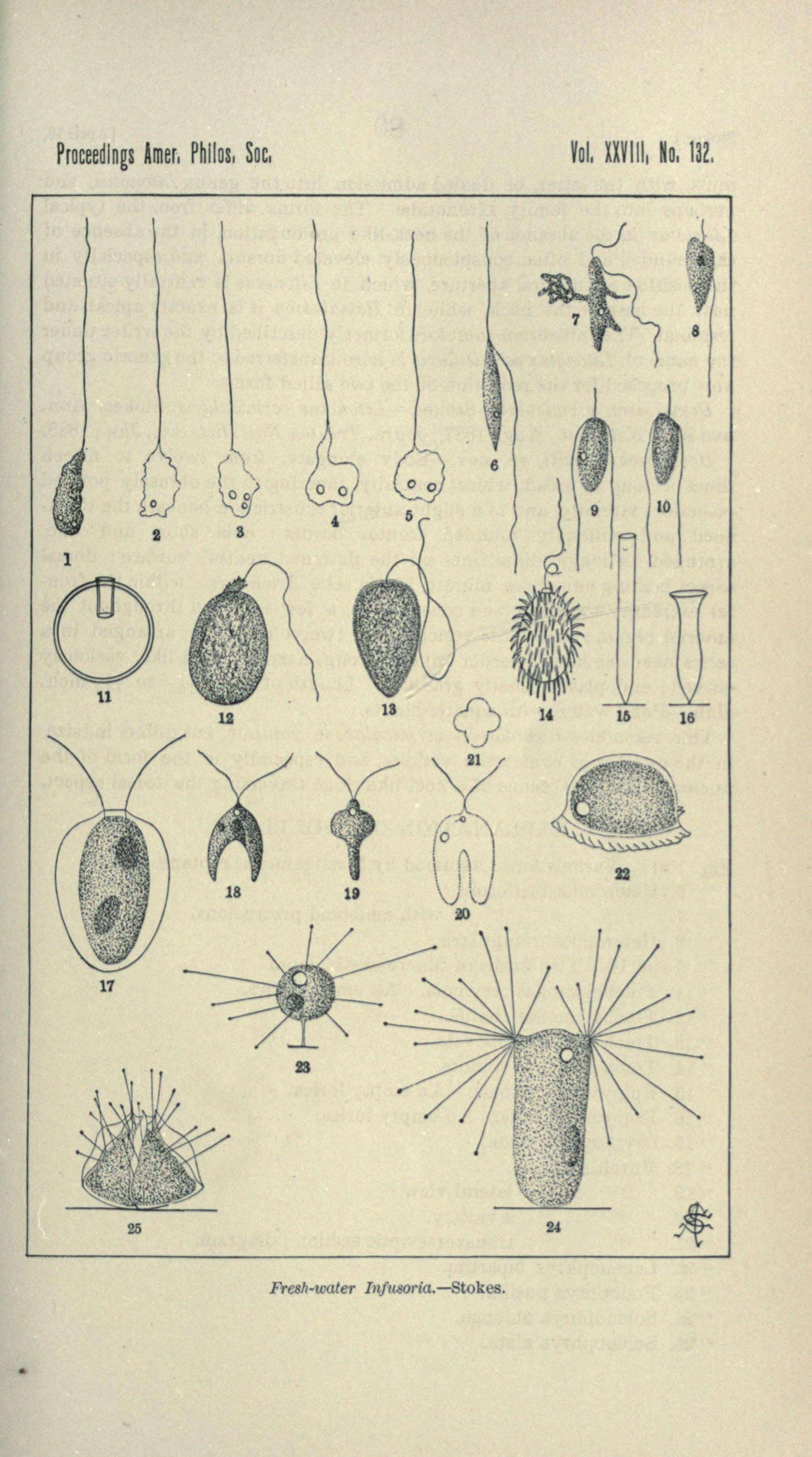 Image of Trachelomonas cervicula A. Stokes 1890