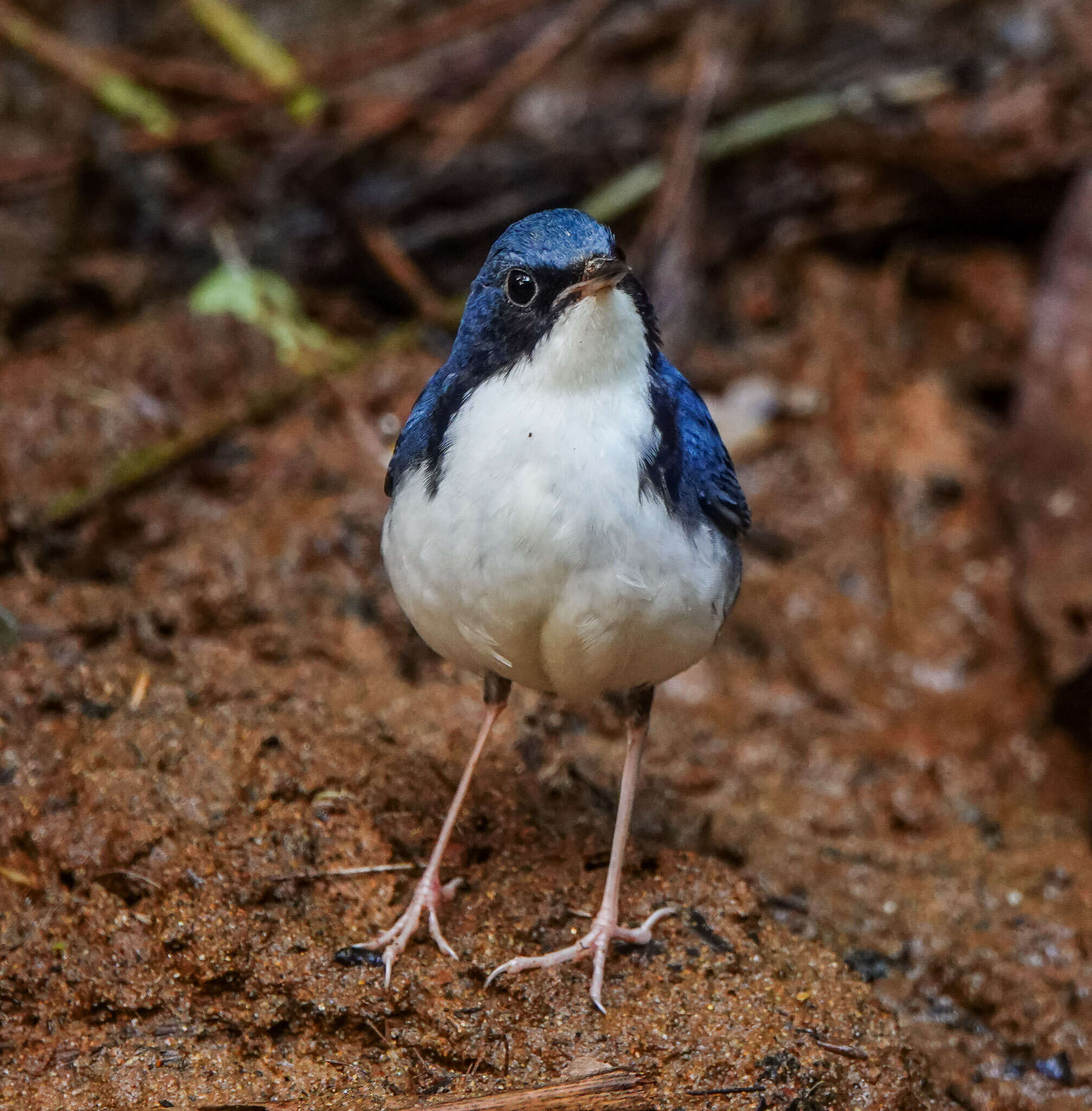 Image of Siberian Blue Robin