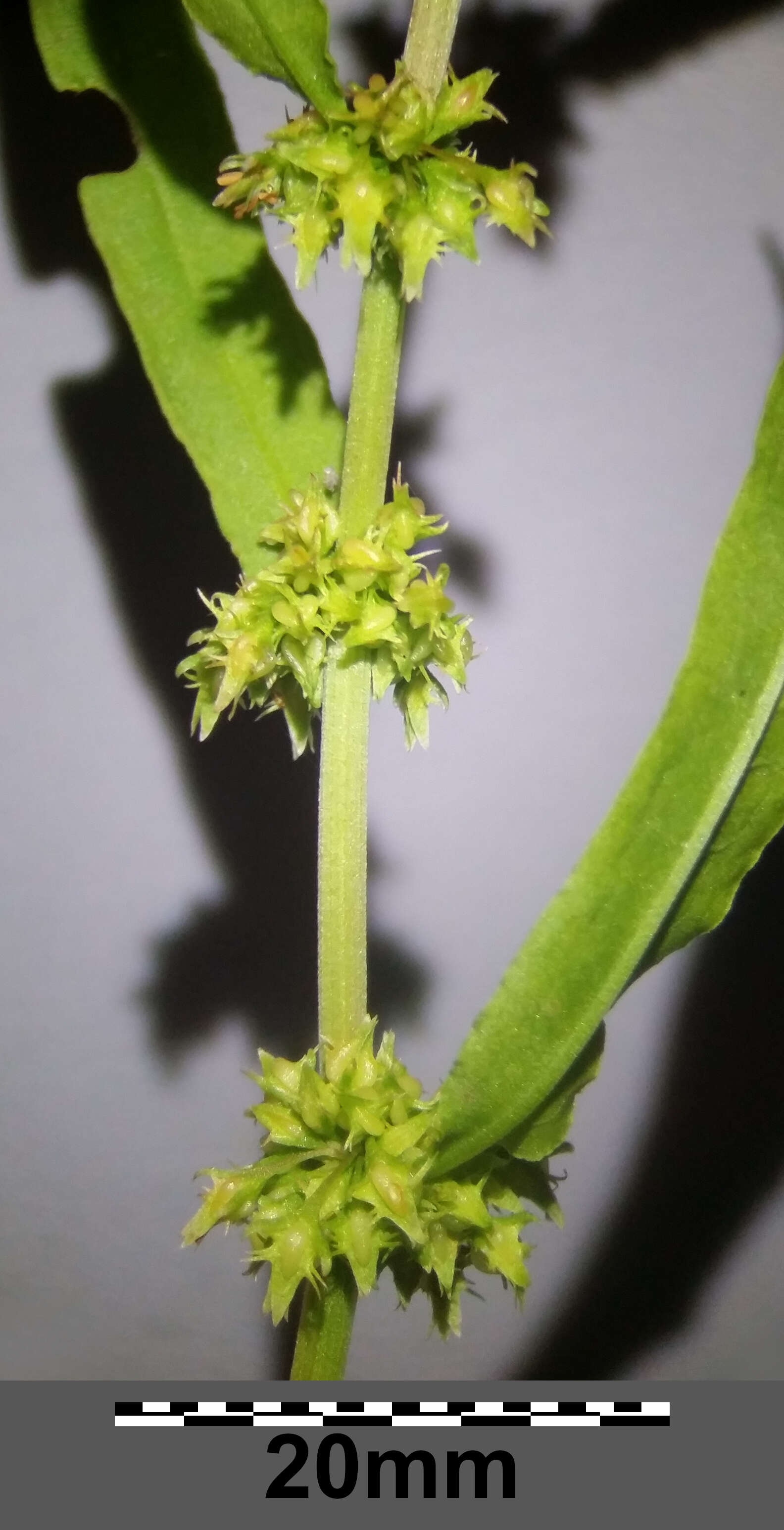 Rumex palustris Sm. resmi