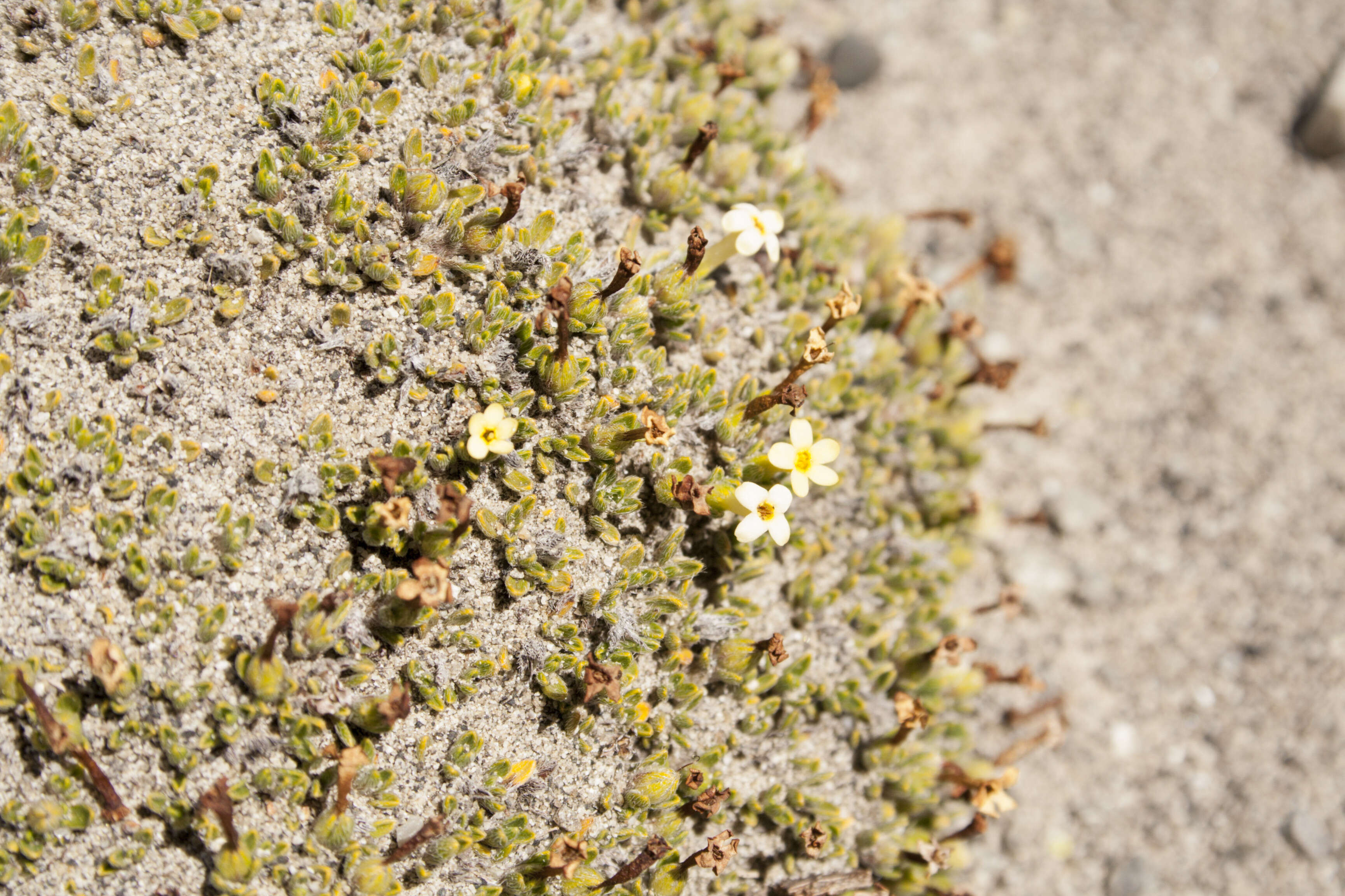 Imagem de Myosotis uniflora Hook. fil.