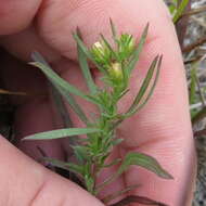 Image of smallhead aster