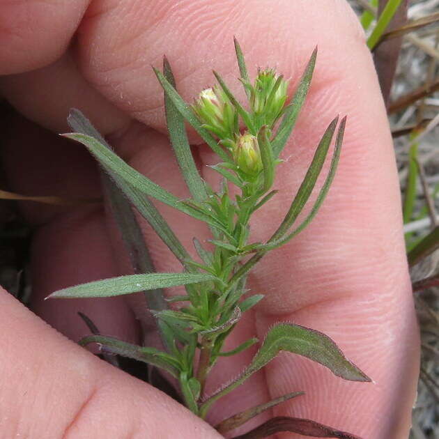 Image of smallhead aster