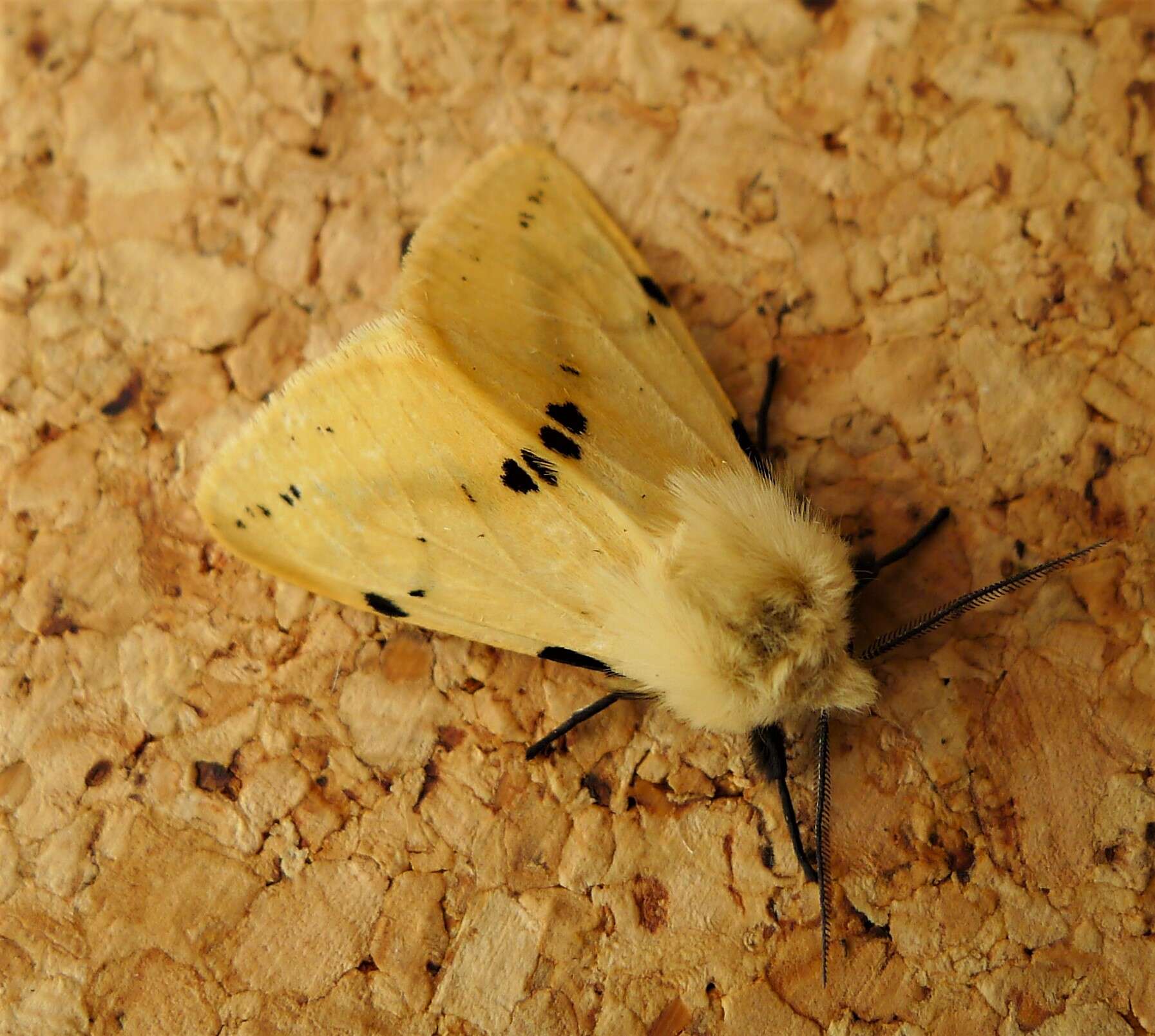 Image of Spilosoma lutea Hüfnagel 1766