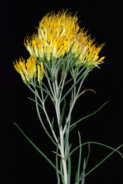 Image of rubber rabbitbrush