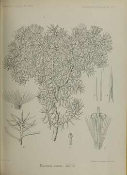 Image de Macledium canum (Balf. fil.) S. Ortiz