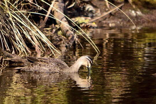 Image of Grey Duck