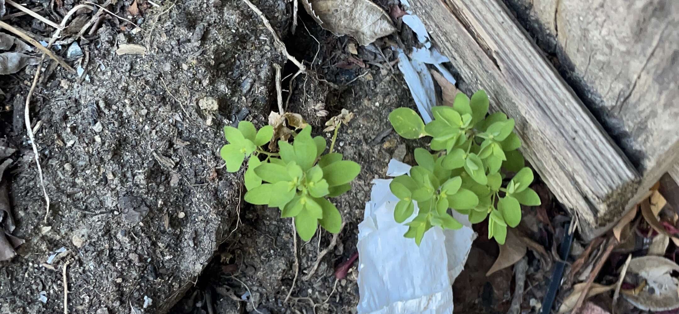 Image of cancer weed