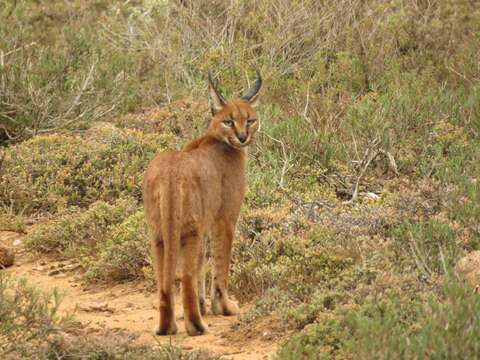 Image of Caracals