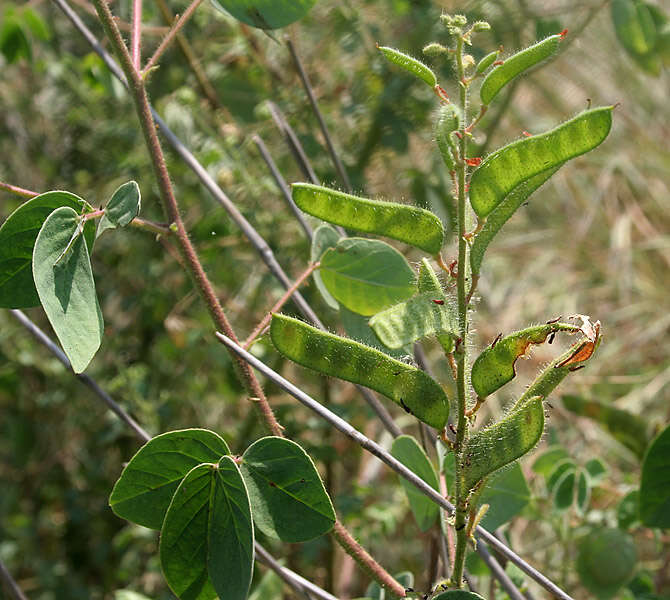 Image de Chamaecrista absus (L.) H. S. Irwin & Barneby