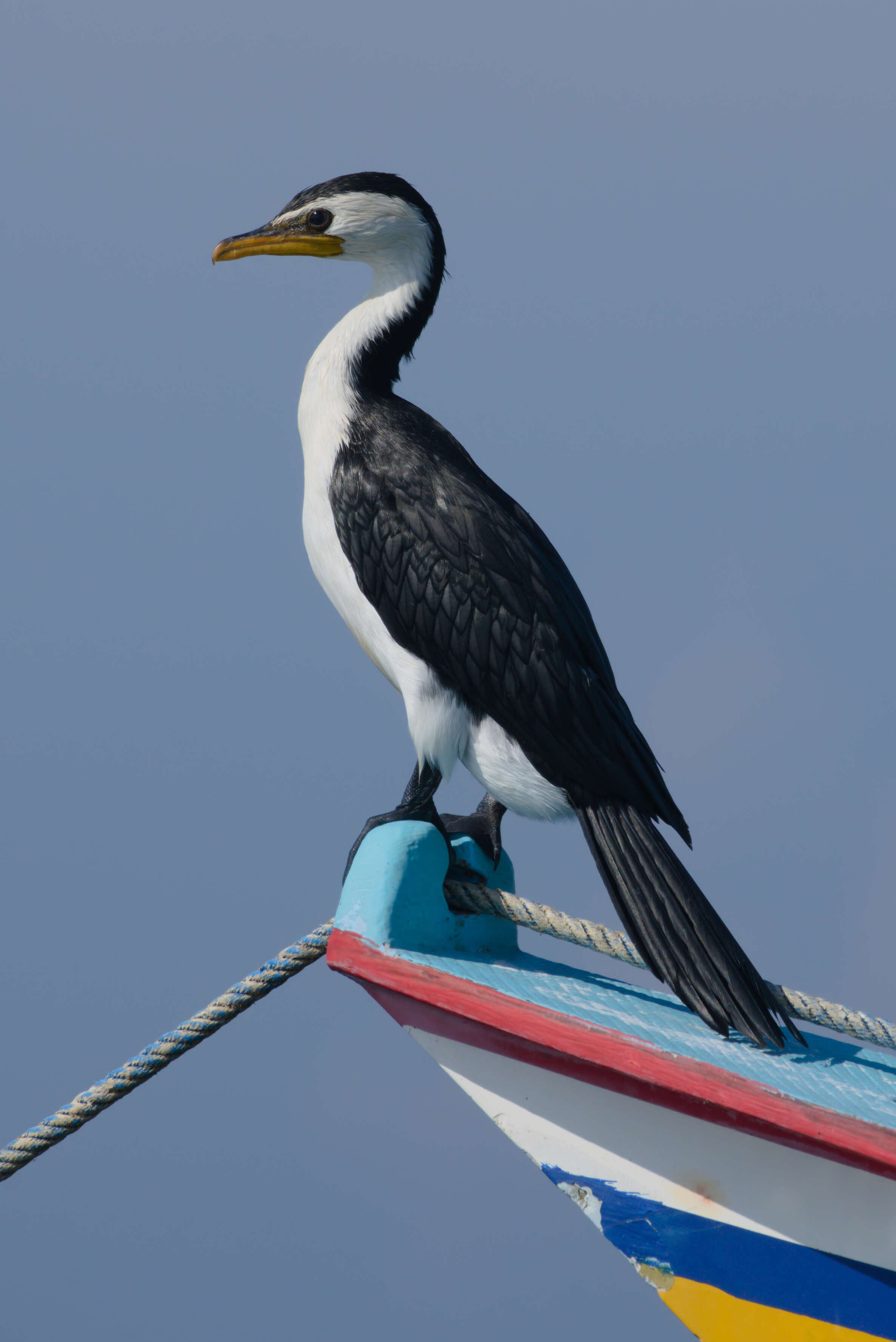 Image of Little Pied Cormorant