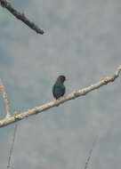 Image of Dollarbird