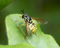 Image de Chrysotoxum verralli Collin 1940