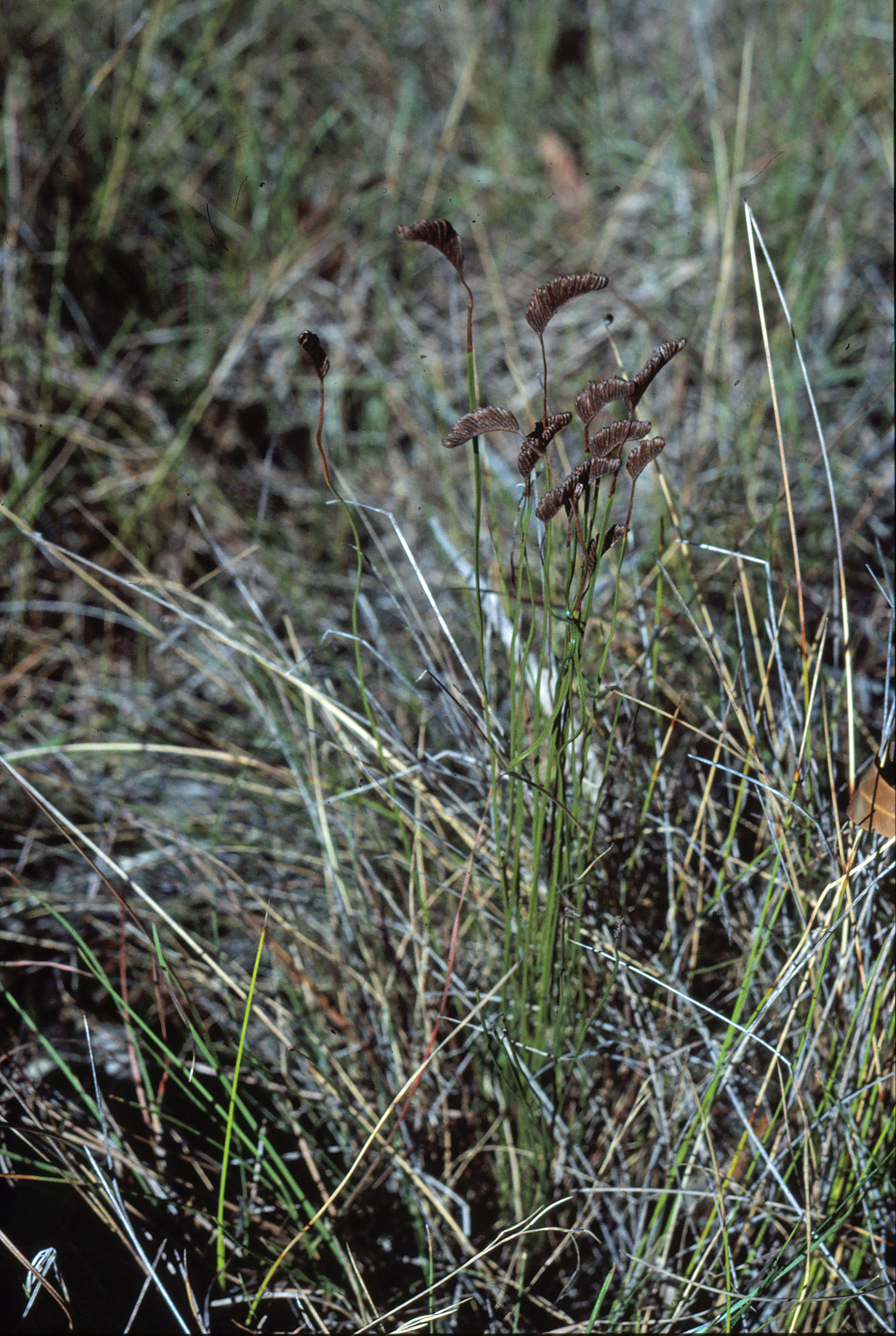 Imagem de Schizaea bifida Willd.