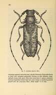 Image of Acalolepta degener (Bates 1873)