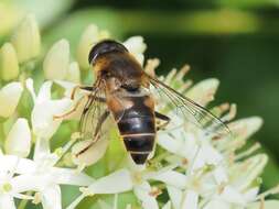 Image of Eristalis pertinax (Scopoli 1763)