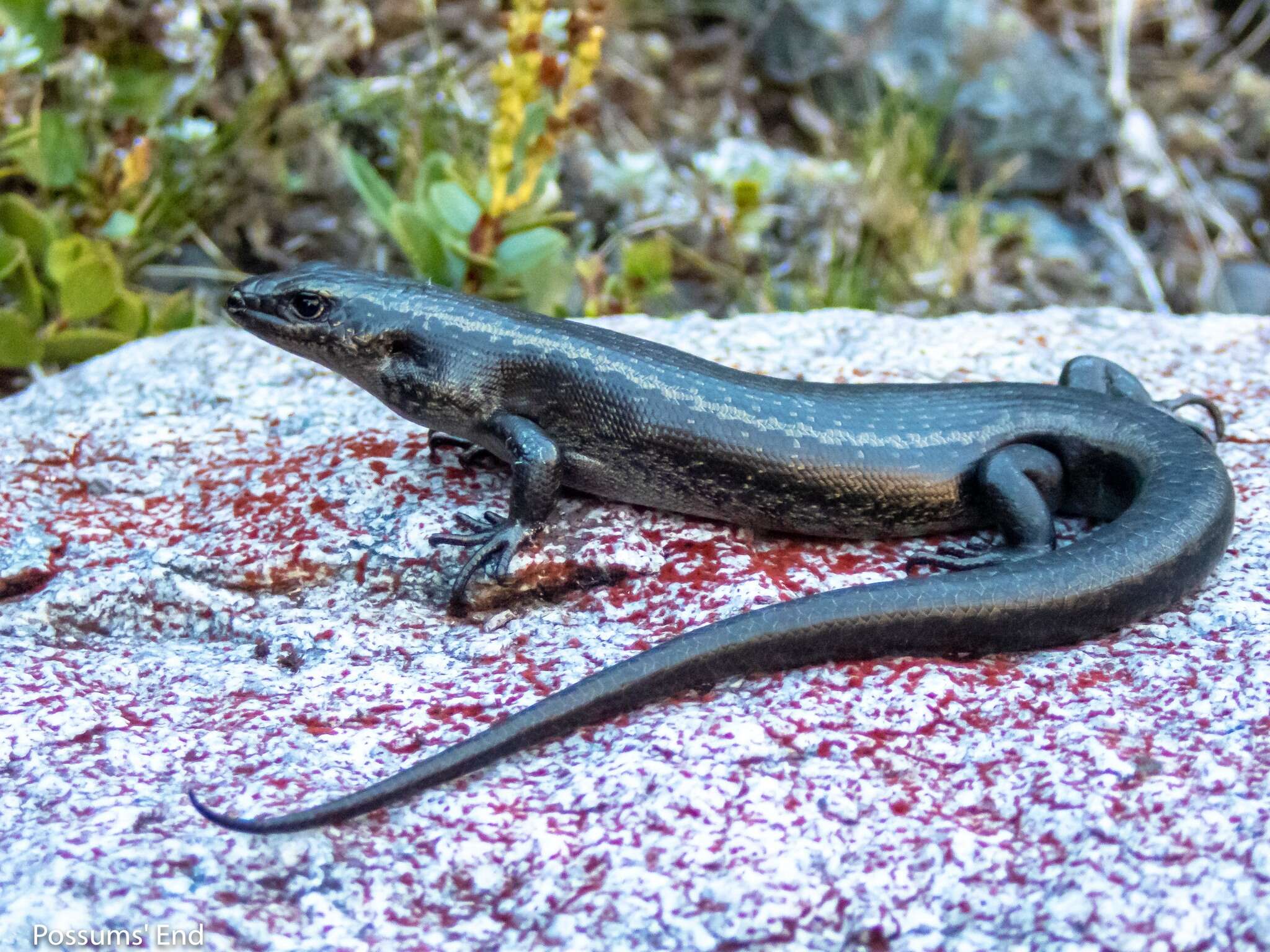 Image of Barrier skink