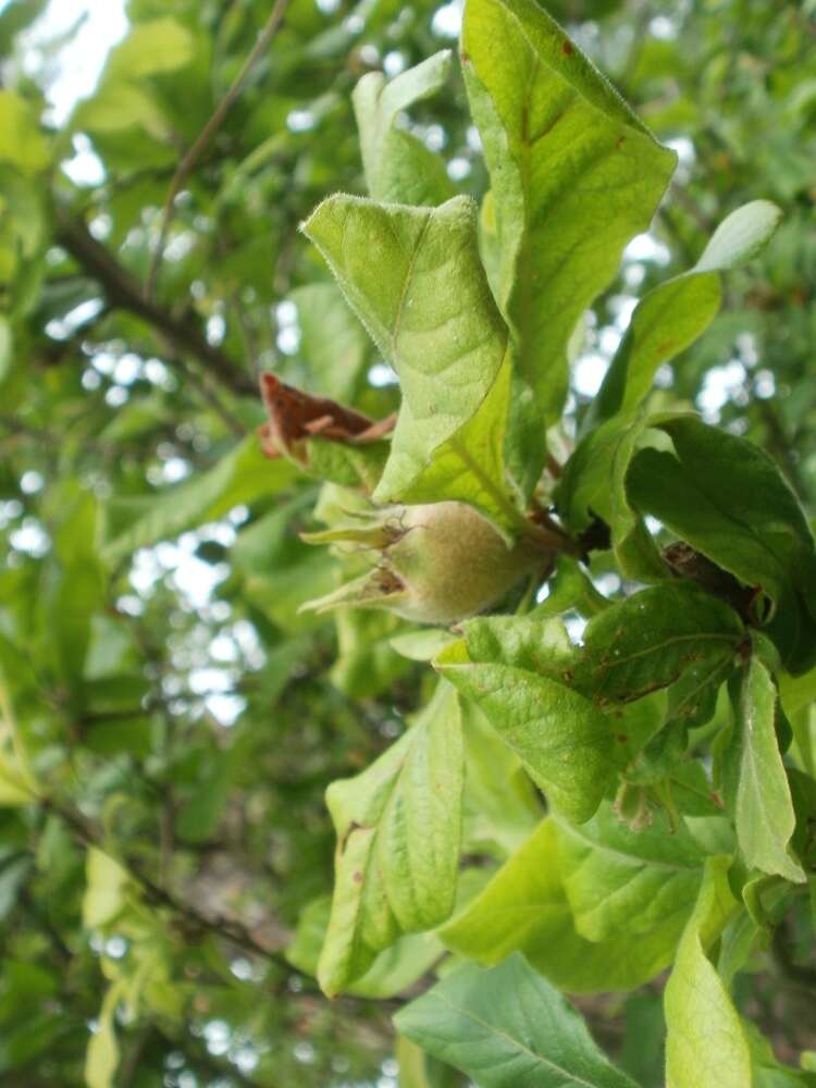 Image of Medlar