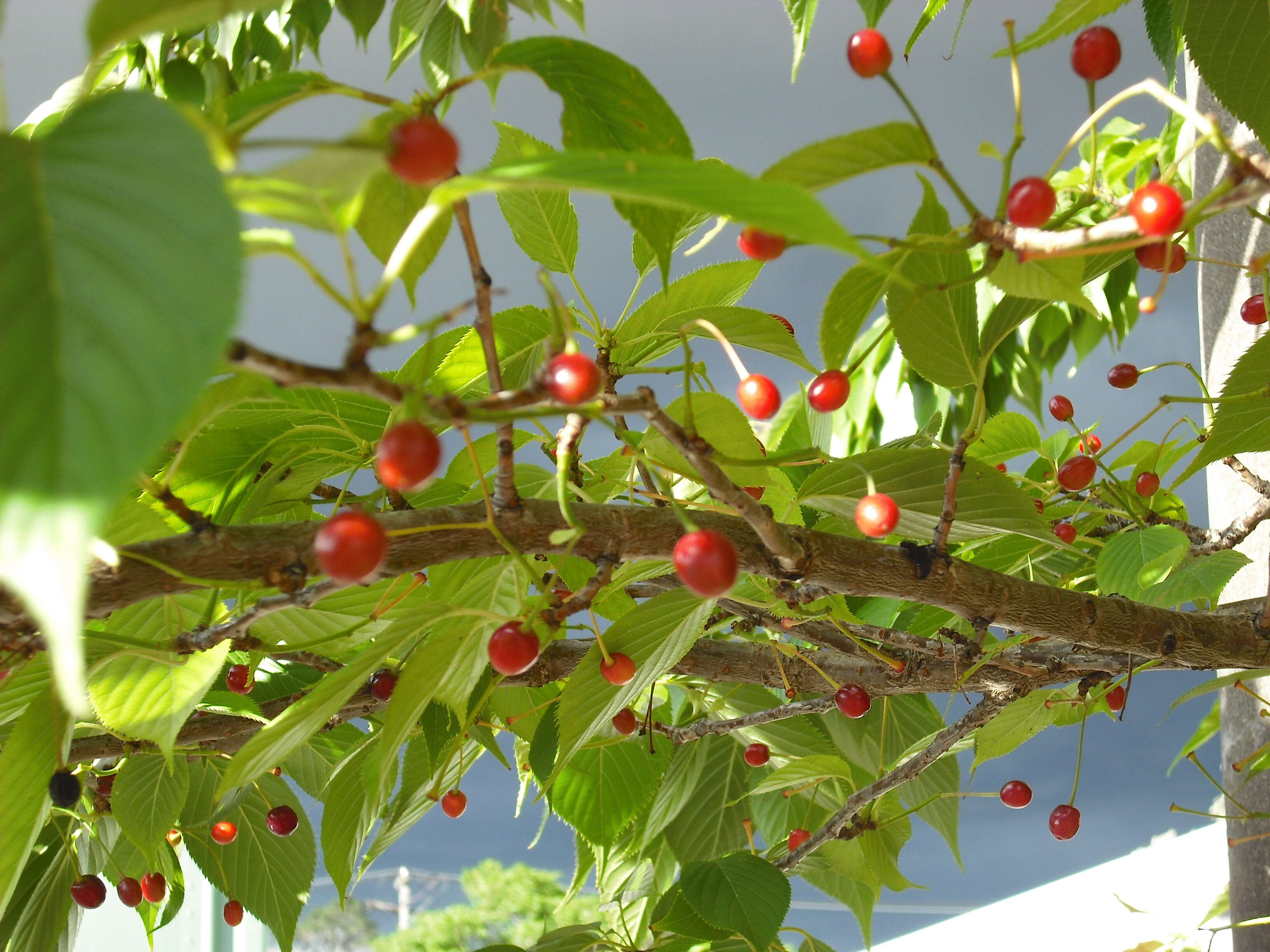 Image of Japanese flowering cherry