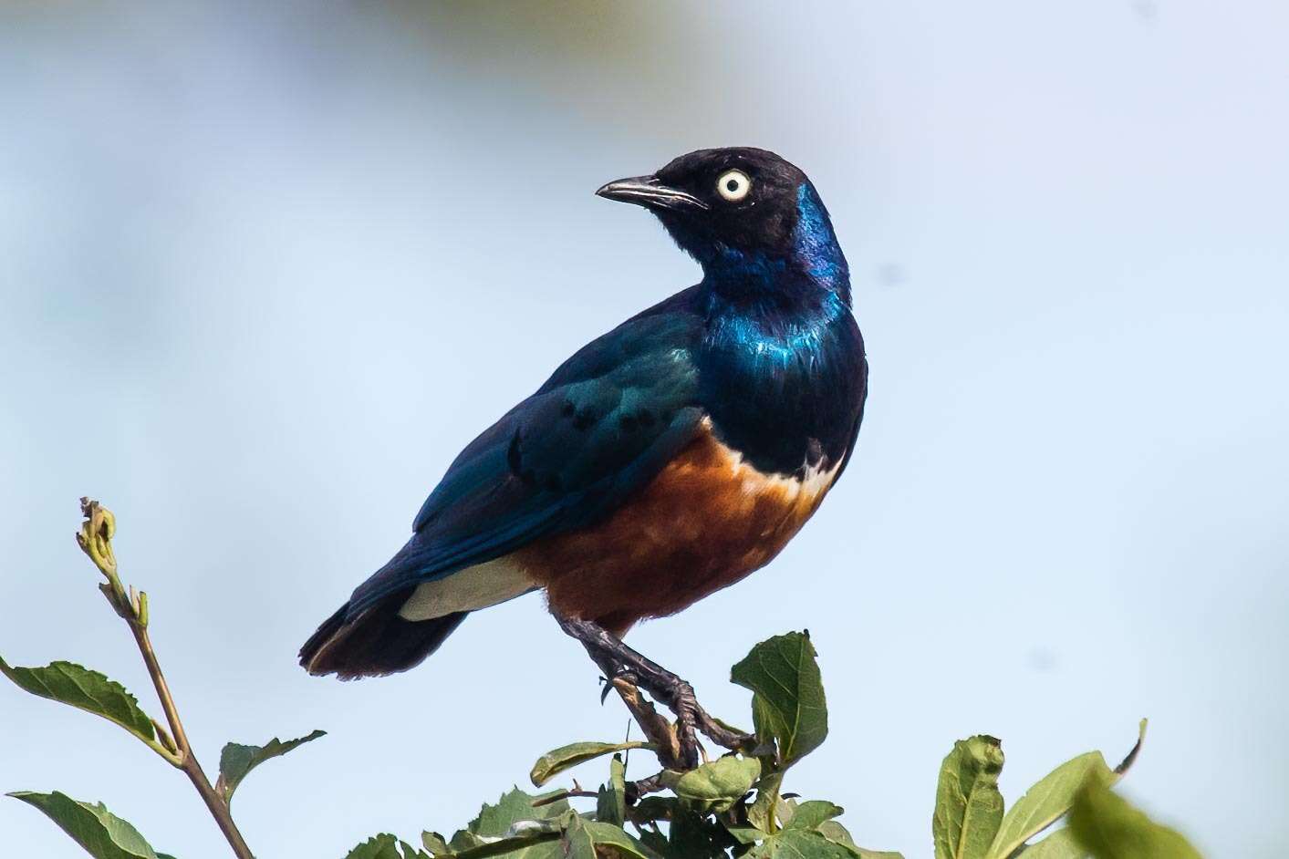 Image of Superb Starling