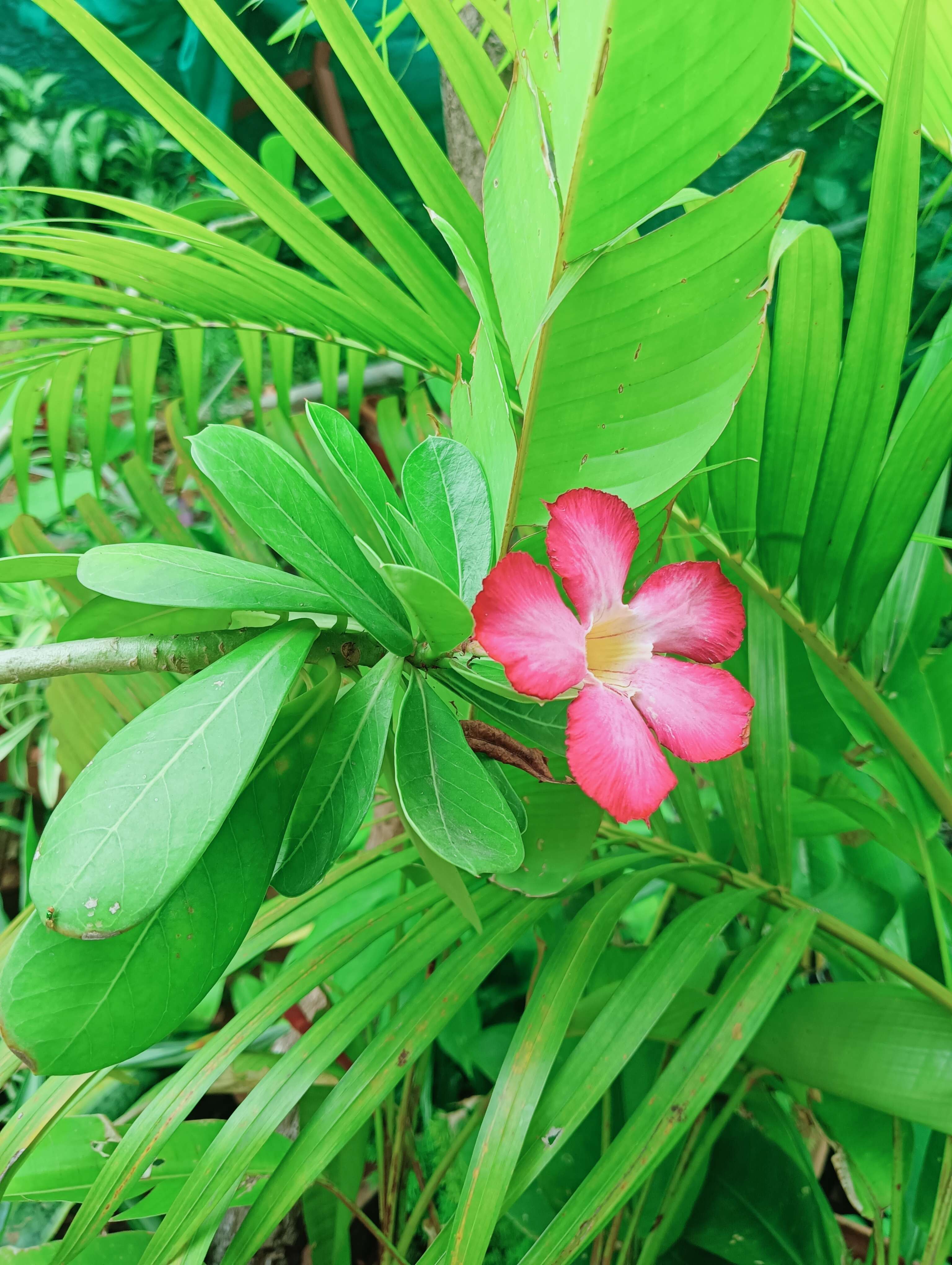 Image of Desert Rose