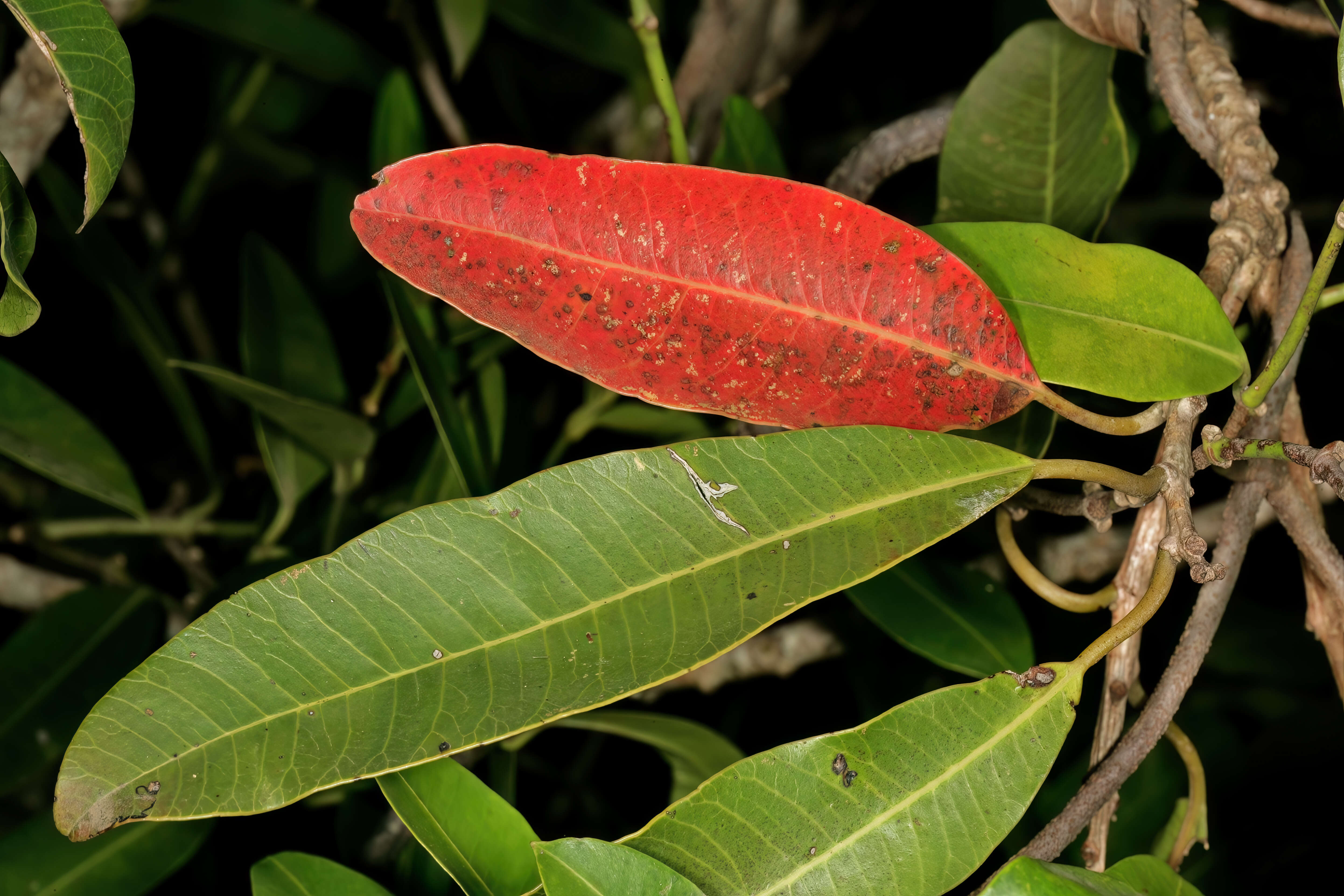 Image of Protorhus longifolia (Bernh.) Engl.