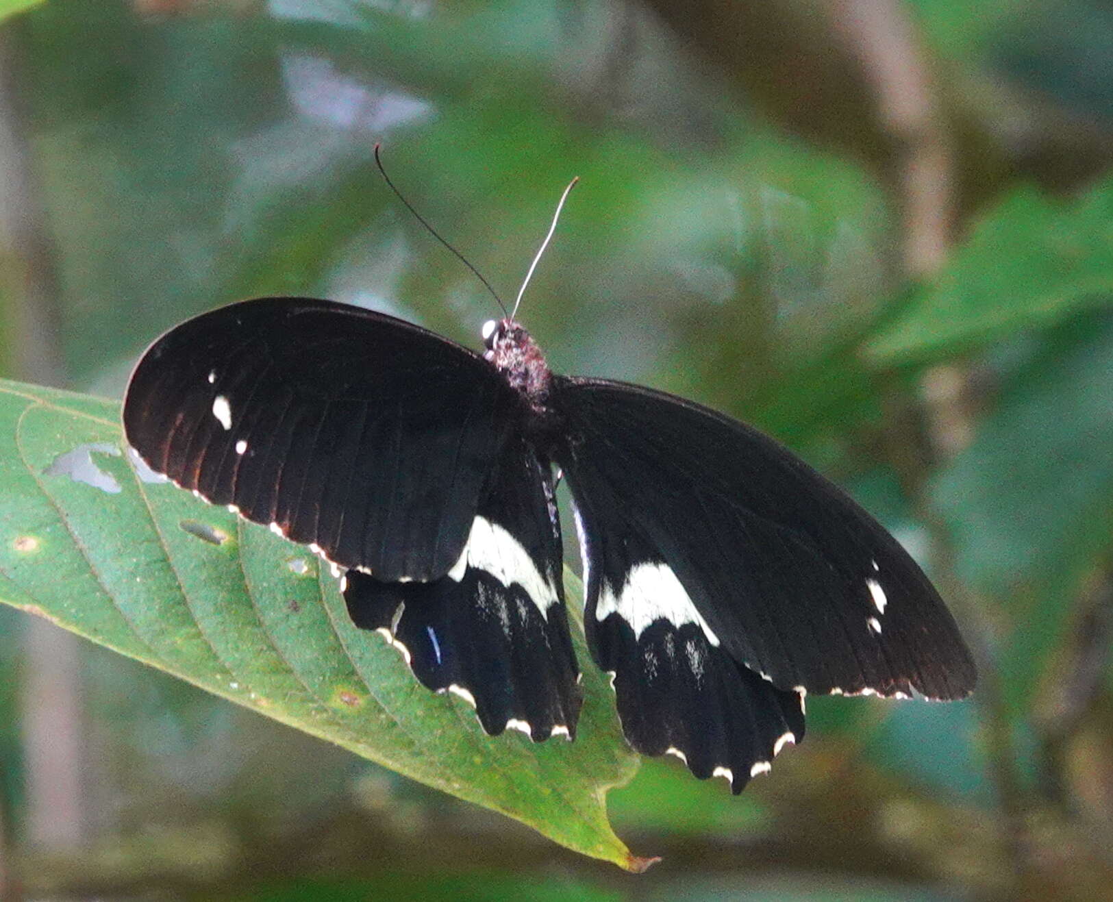 Image of Papilio gambrisius Cramer (1777)