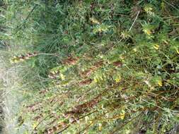 Image of late-flowering yellow rattle