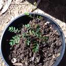 Image of Albizia guillainii Guillaumin