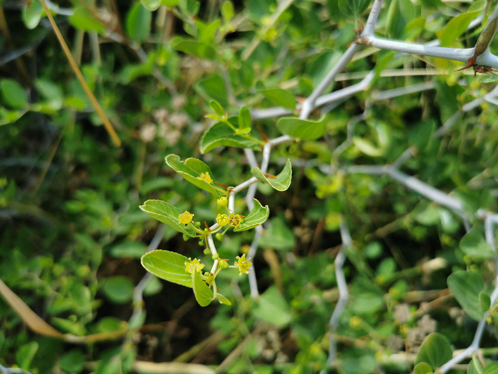 Plancia ëd Ziziphus lotus (L.) Lam.