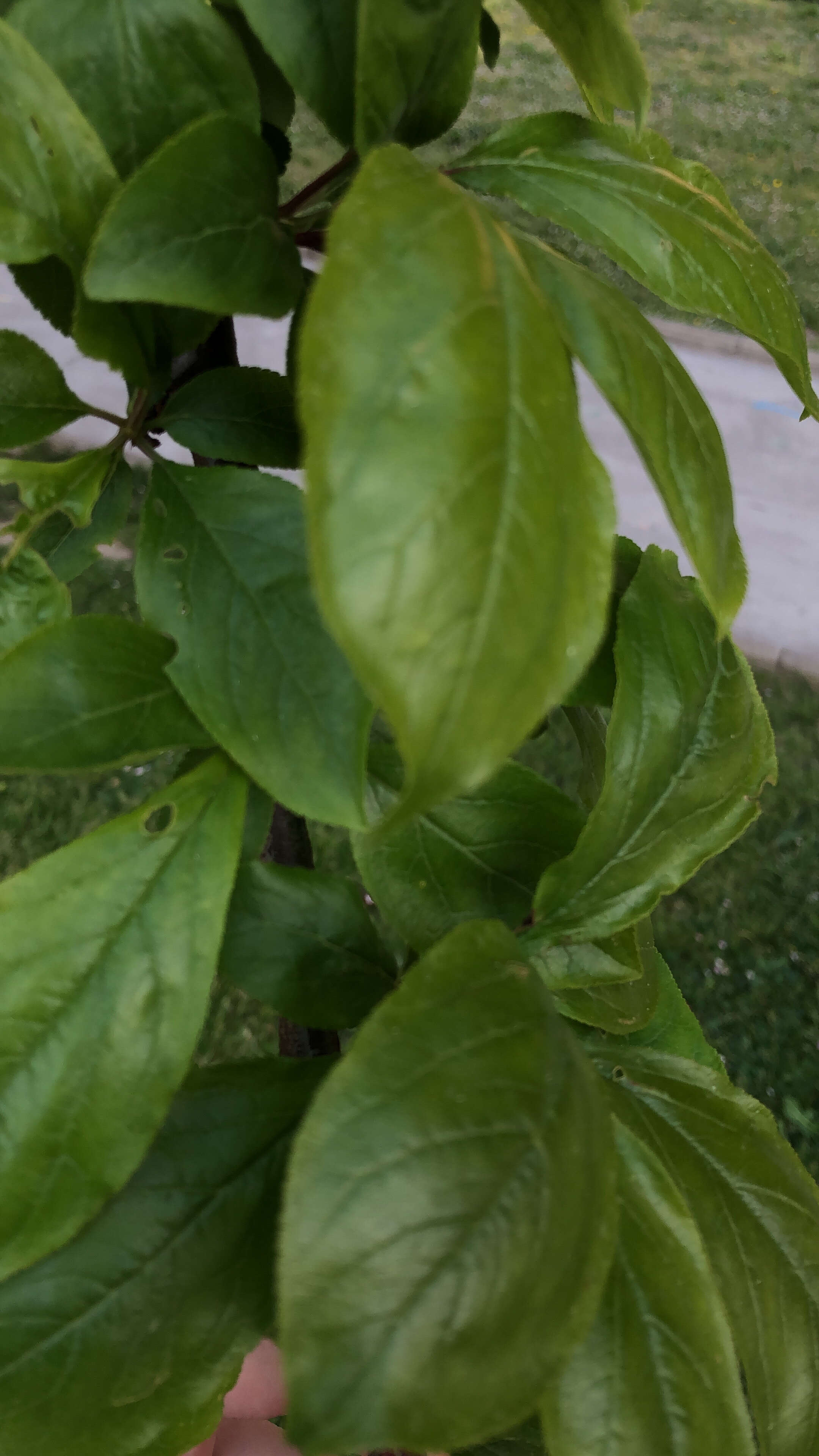 Image of Cornelian cherry dogwood